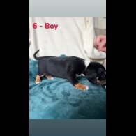 Mixed Breed