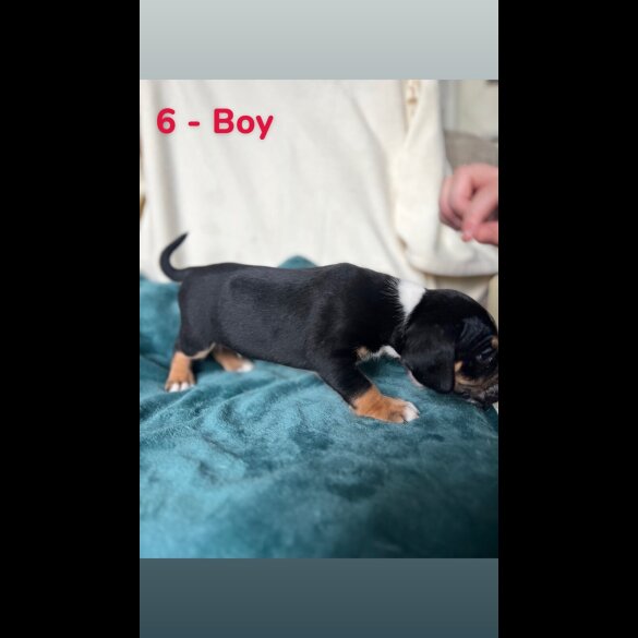 Mixed Breed