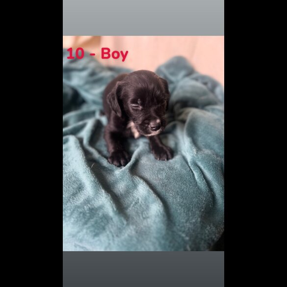 Mixed Breed