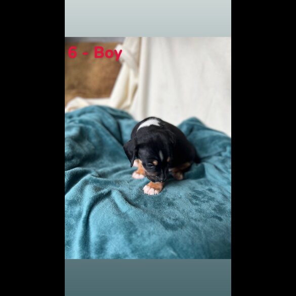 Mixed Breed