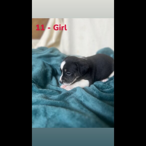 Mixed Breed