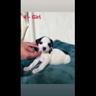 Mixed Breed