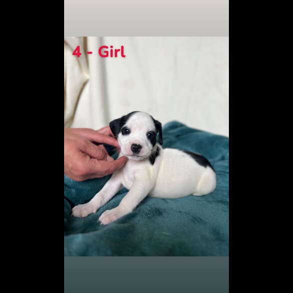 Mixed Breed
