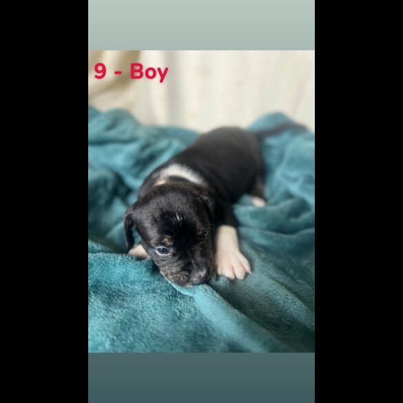 Mixed Breed