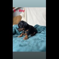 Mixed Breed