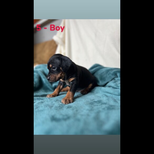 Mixed Breed