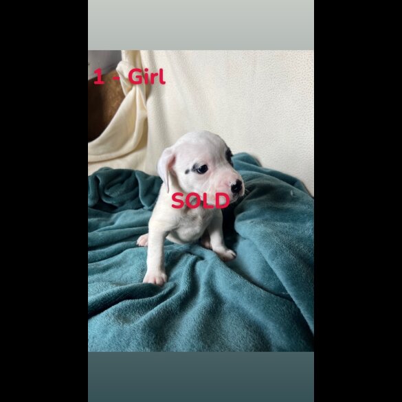 Mixed Breed