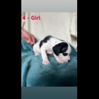 Mixed Breed