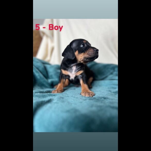 Mixed Breed