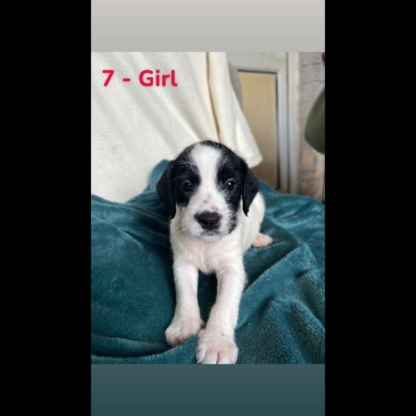 Mixed Breed