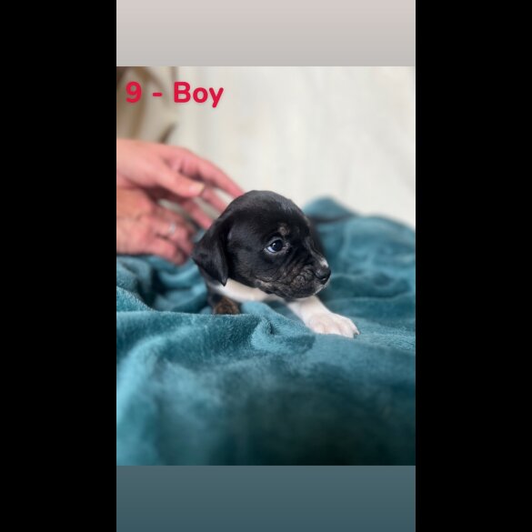 Mixed Breed
