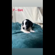 Mixed Breed