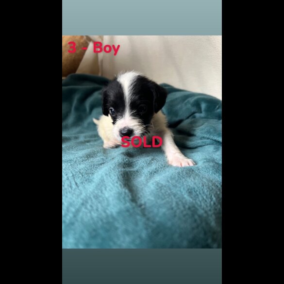 Mixed Breed