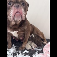 English Bulldog