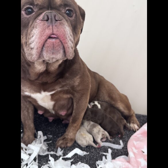 English Bulldog