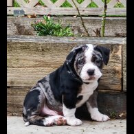 Dorset Olde Tyme Bulldogge