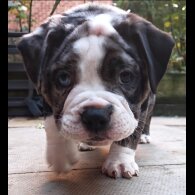 Dorset Olde Tyme Bulldogge