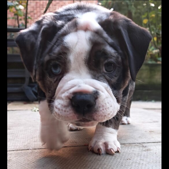 Dorset Olde Tyme Bulldogge