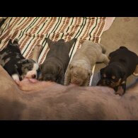 Dorset Olde Tyme Bulldogge