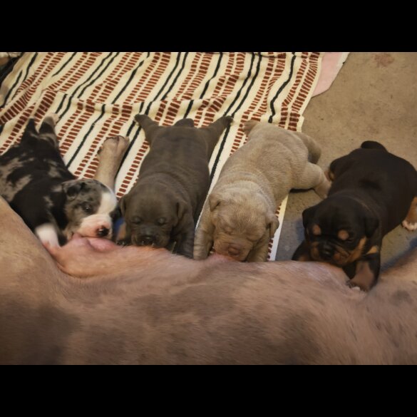 Dorset Olde Tyme Bulldogge