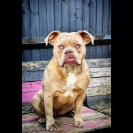 Dorset Olde Tyme Bulldogge