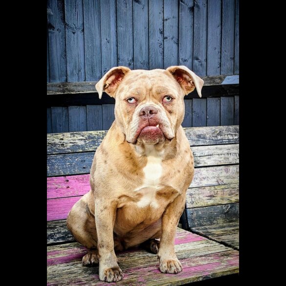 Dorset Olde Tyme Bulldogge