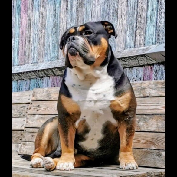 Dorset Olde Tyme Bulldogge