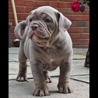 Dorset Olde Tyme Bulldogge