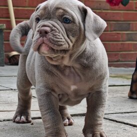 Dorset Olde Tyme Bulldogge