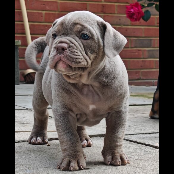 Dorset Olde Tyme Bulldogge