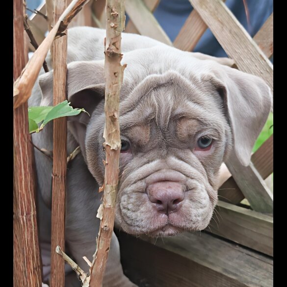 Dorset Olde Tyme Bulldogge