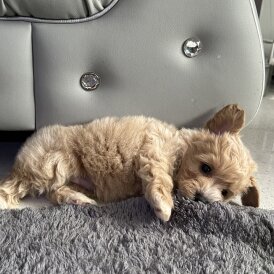 Maltipoo