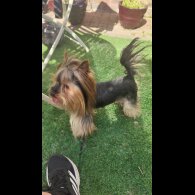 Yorkshire Terrier