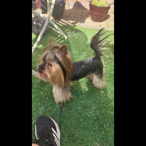 Yorkshire Terrier