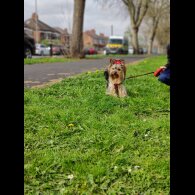Yorkshire Terrier