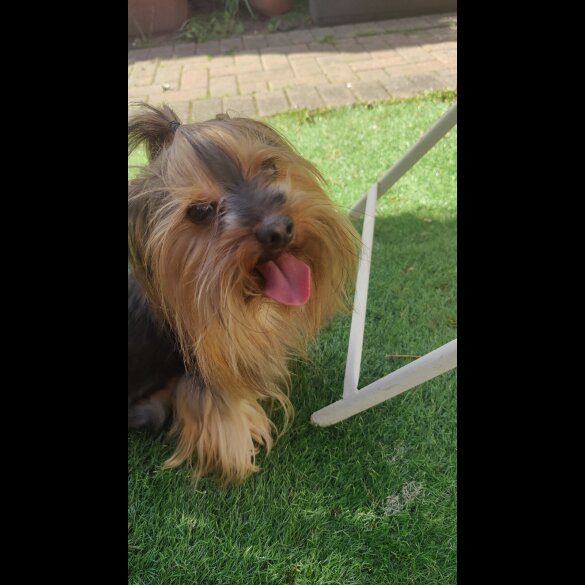 Yorkshire Terrier