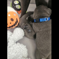 Staffordshire Bull Terrier