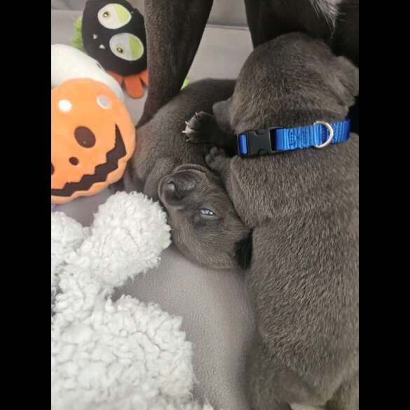 Staffordshire Bull Terrier