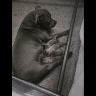 Staffordshire Bull Terrier