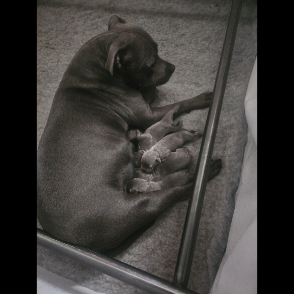 Staffordshire Bull Terrier