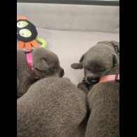 Staffordshire Bull Terrier