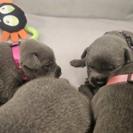 Staffordshire Bull Terrier