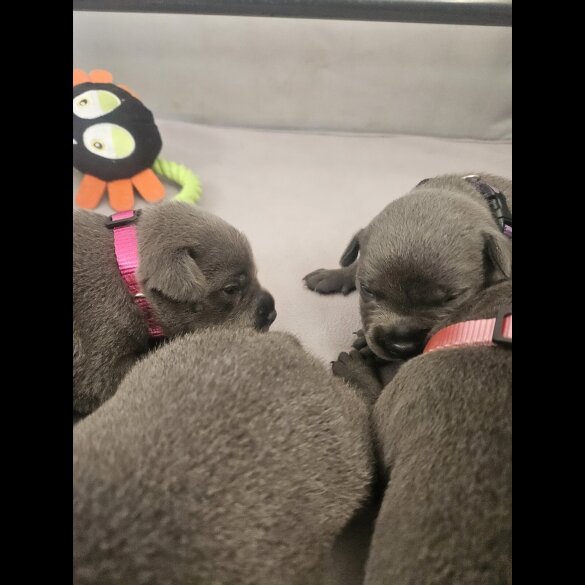 Staffordshire Bull Terrier