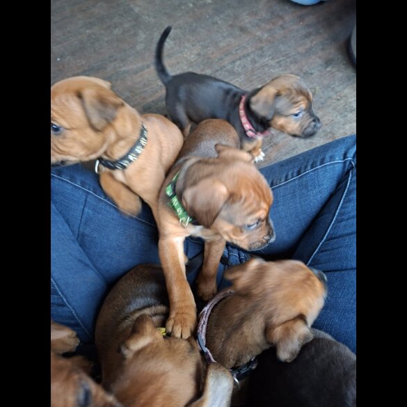 Patterdale Terrier
