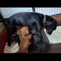 Patterdale Terrier