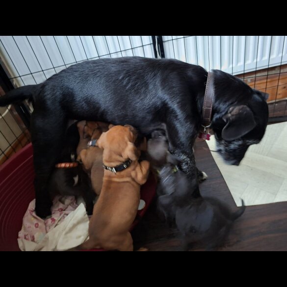 Patterdale Terrier
