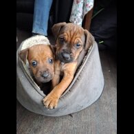 Patterdale Terrier
