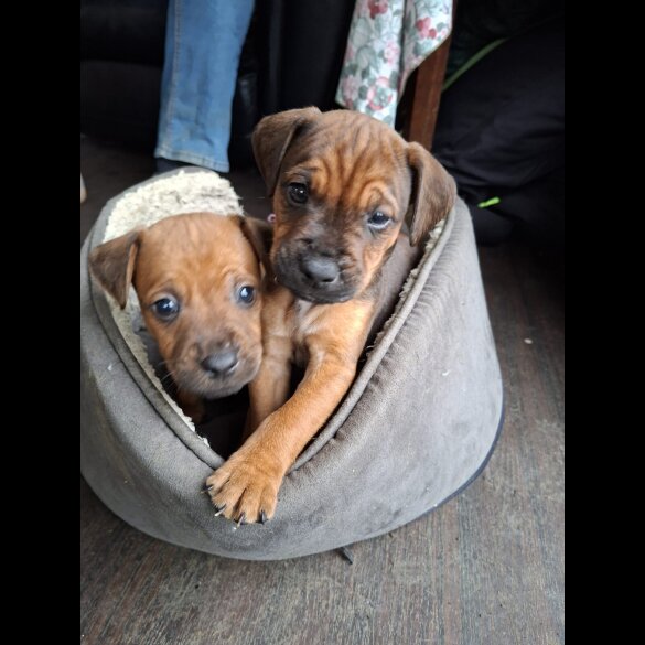 Patterdale Terrier