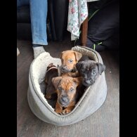 Patterdale Terrier