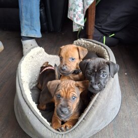 Patterdale Terrier